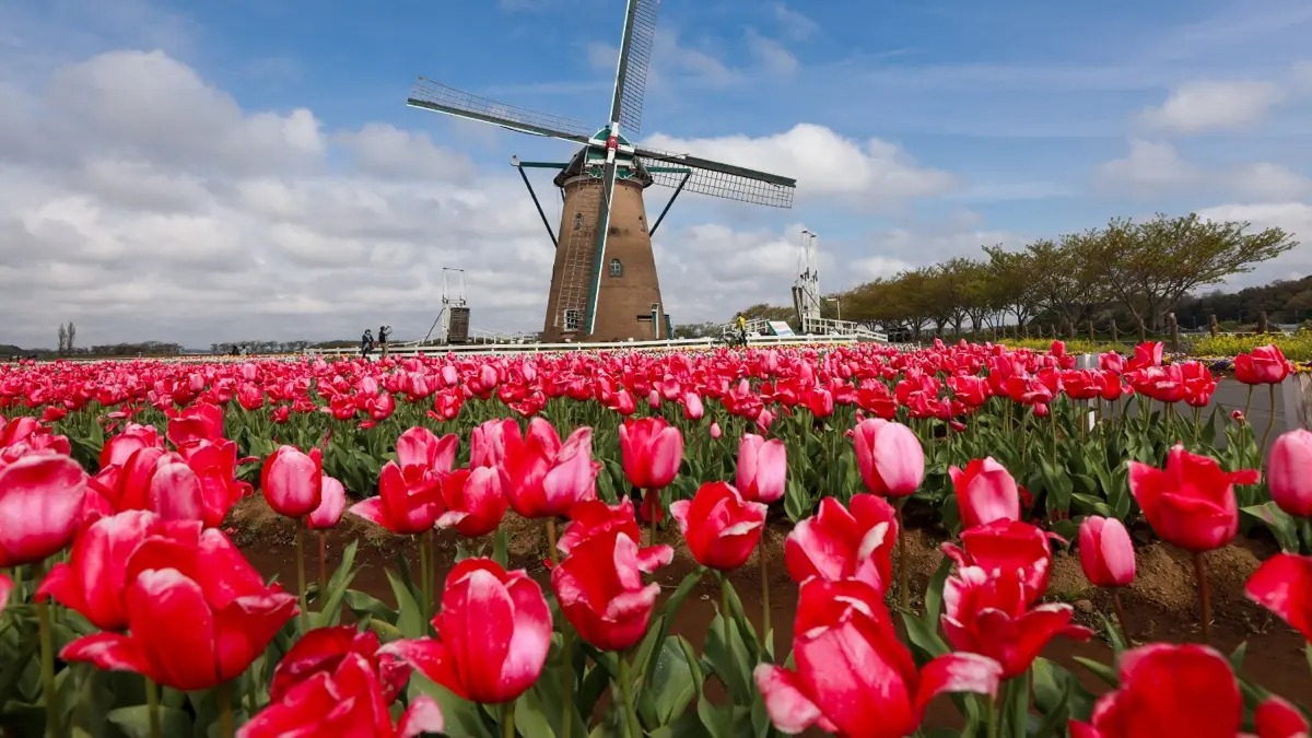 Keukenhof dagtocht vanuit Rotterdam inclusief entree en flexibele terugreis