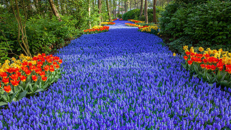 Keukenhof excursie vanuit Amsterdam inclusief entree en flexibel retour met de excursiebus