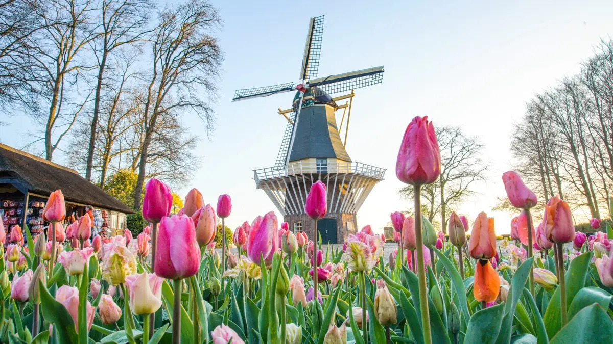 Dagtocht naar Keukenhof & windmolencruise