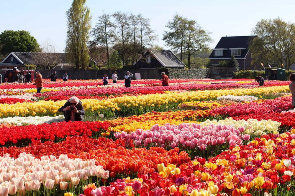 Halve dag excursie naar tulpenvelden vanuit Amsterdam - Tulip Experience