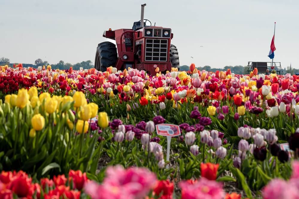 Dagtocht Keukenhof & Tulip Experience