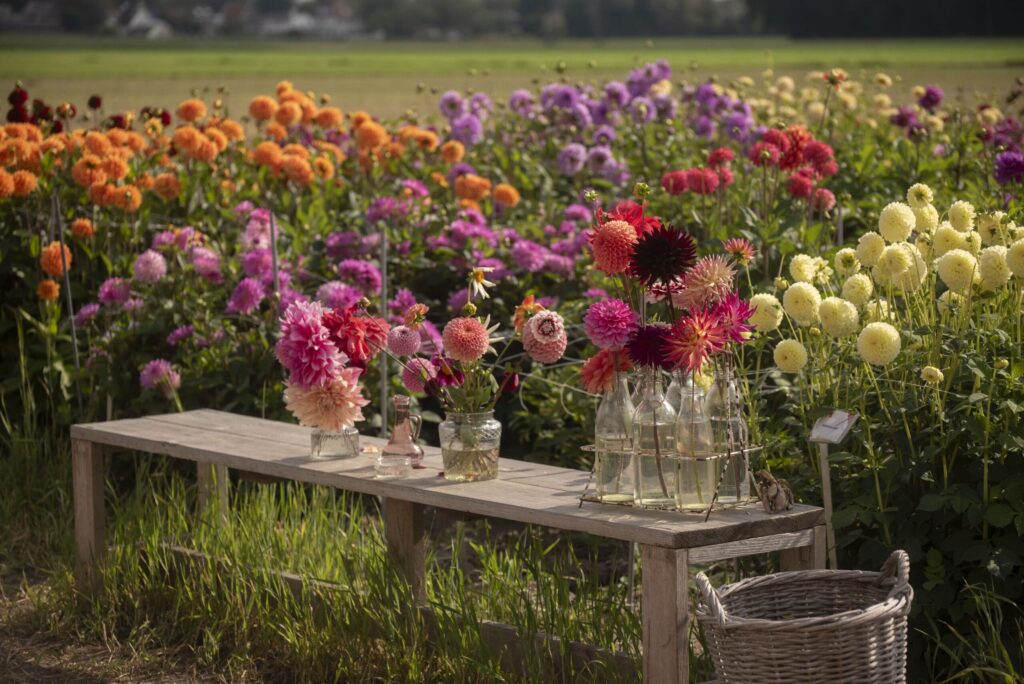 dutch flowers