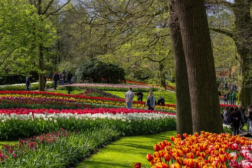 best time to see tulips in the netherlands
