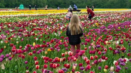 tips for families visitiing the tulip fields