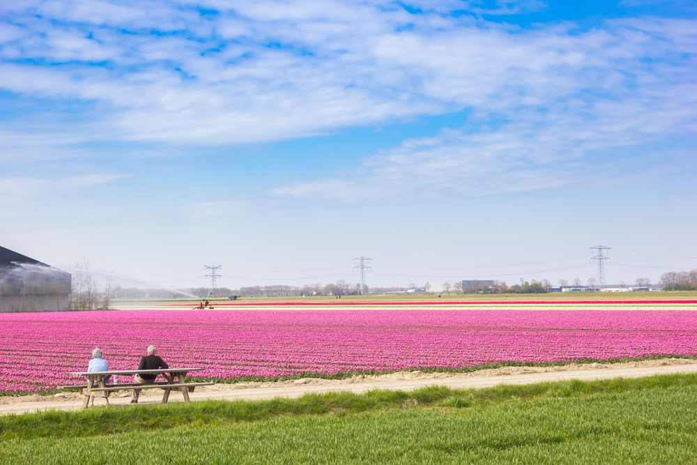 where to see the tulip fields in holland