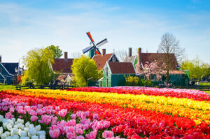 where to see tulips in the netherlands