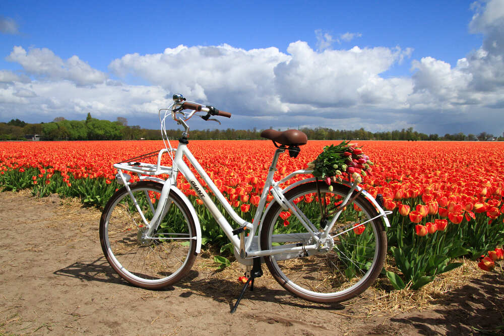 bike tour tulipfields amsterdam
