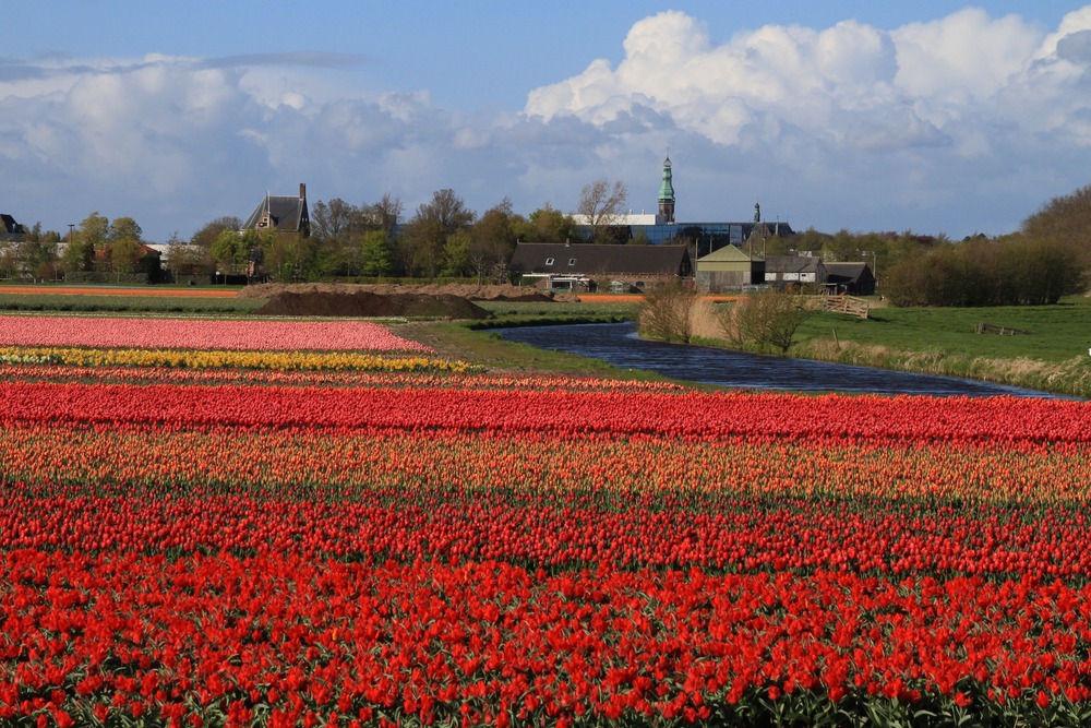 tulip fields